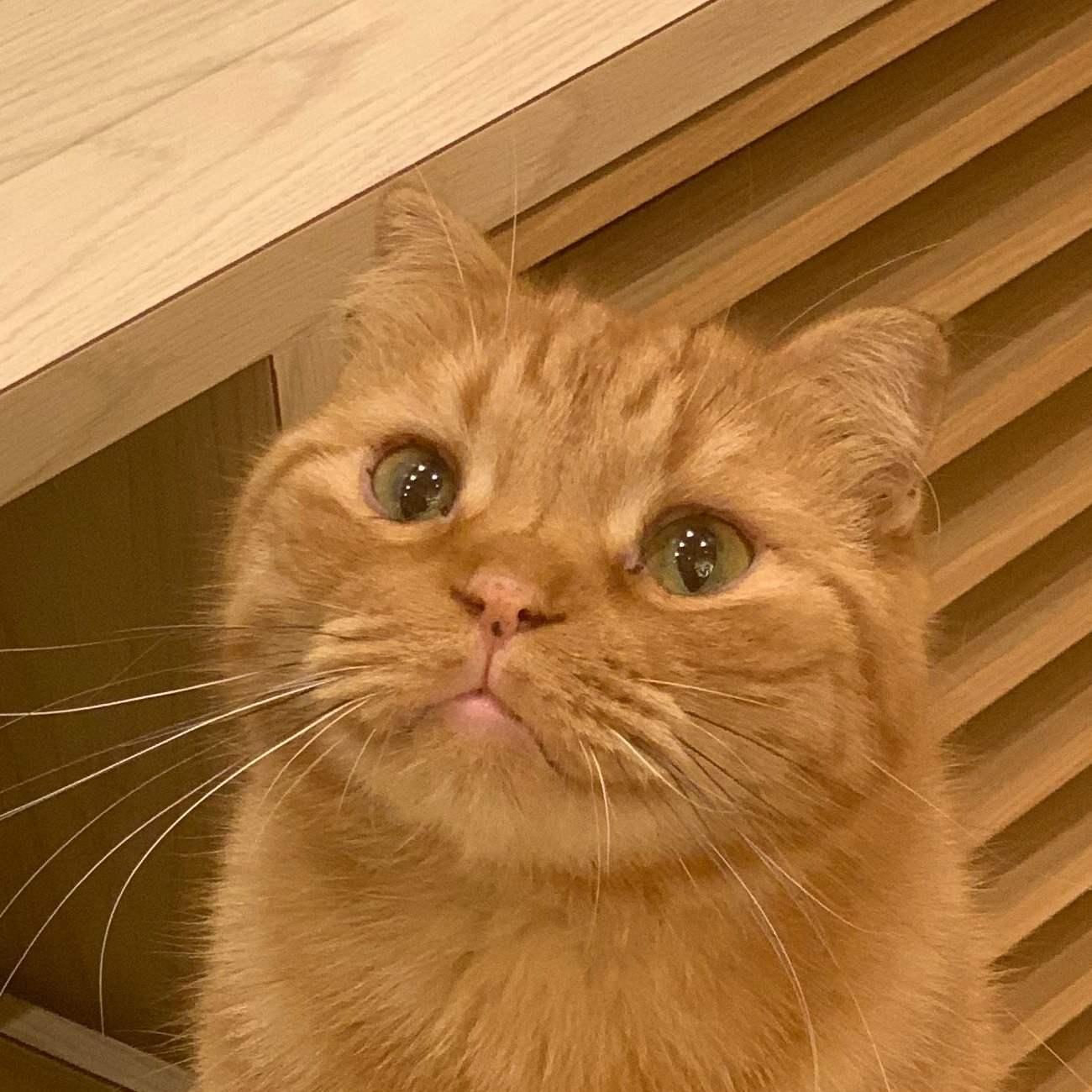 イオンモール筑紫野店 ほたて